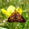 Pyrausta purpuralis
